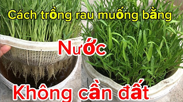 Cách trồng rau muống thủy canh không cần đất ít ai biết