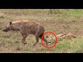 Jackal chases large hyena away from den  kruger national park reserve