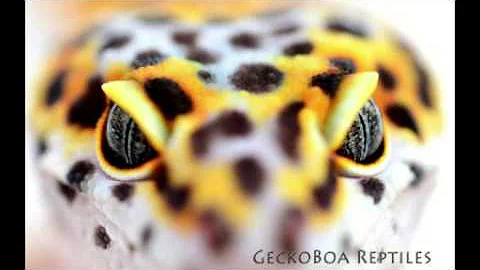 Kristin Tran talks Ball Python morphs & breeding