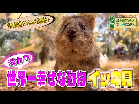草木と小さな動物 激カワ！“世界一幸せな動物”クオッカ・ミモザ イッキ見SP（埼玉県