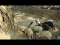 domestic pig farming kaise karein? | gharelu suar farm