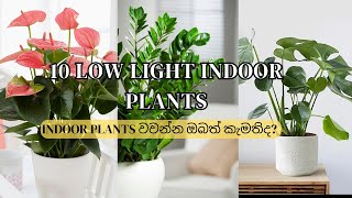 10 Low-Light Indoor Plants Indoor Plants වවන්න ඔබත් කැමතිද