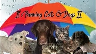 It’s Panning Cats and Dogs Finale + intro  @Deb_B @DannieHussey