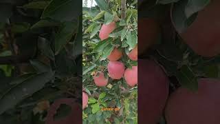 kinoor apple