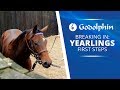 Yearlings First Steps - breaking in process