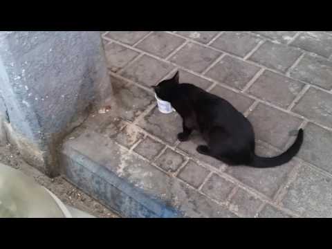 וִידֵאוֹ: מיתוסים של חיות מחמד: האם לחתולים שחורים אין מזל?