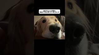 本日の議題：おやつ増量について #大型犬 #ゴールデンレトリバー