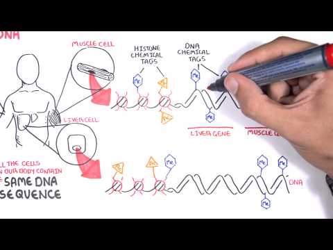 Video: Prognostiska DNA-metyleringsmarkörer För Hormonreceptorns Bröstcancer: En Systematisk översyn