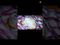#funny #song #music #viral #cat #phonkagressive
