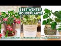 Best Winter Houseplants That Can Survive Through the Coldest Months // Indoor Plants 🌿🏠