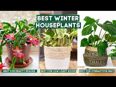 Wideo: Odporne na zimno rośliny doniczkowe – zimowe rośliny doniczkowe do chłodni