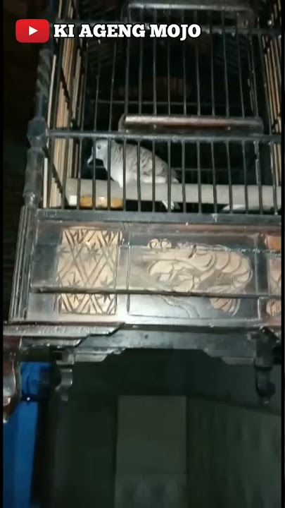 jenis perkutut mujur baik dipelihara || mendarangkang rizqi