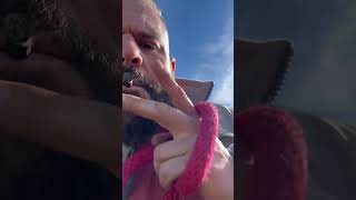 Currently One Of The Best Producing Gamebred American Pitbull Terriers In The World