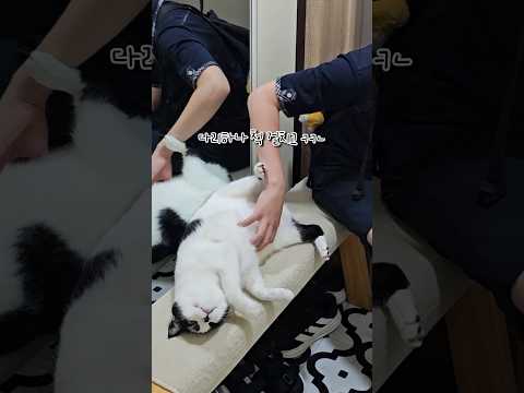화이팅 월요일...🥲💙 #고양이 #cat #개냥이