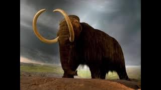 Wooly Mammoth Sound Effects 🦣 🔊