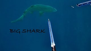 HUGE SHARK checks 14 y/o me out while spearfishing