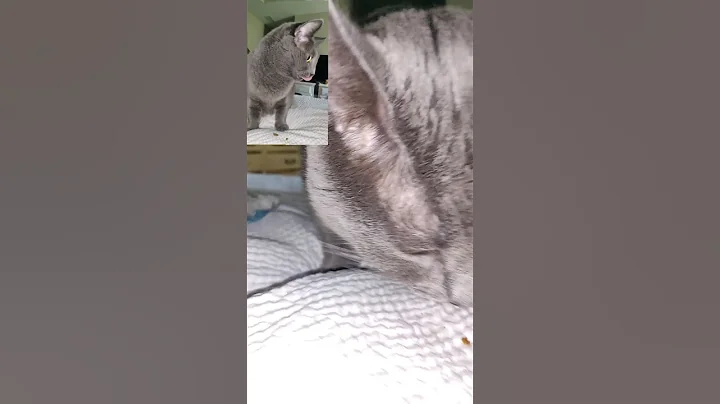 Video 10883291: cat cute funny pet, laugh fun cat, cat cute funny smile