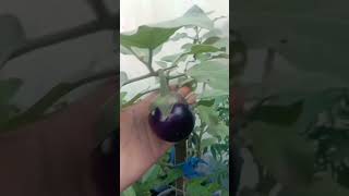 second harvest 🤝🏿☘️🌱 #garden #plants