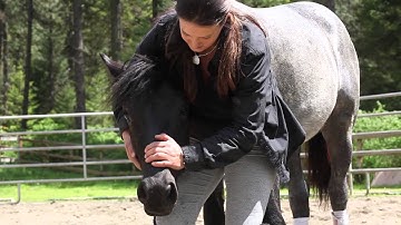 Horse2Human Method: Starting a Yearling Naturally