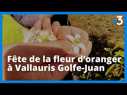 À Vallauris Golfe-Juan, la fête de la fleur d’oranger célèbre une tradition locale