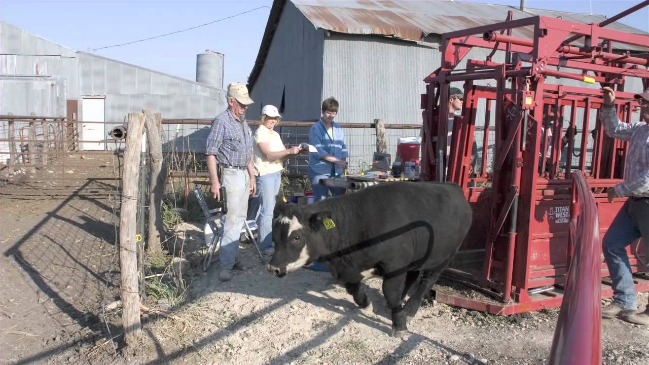 "150 Years of Kansas Beef" YouTube