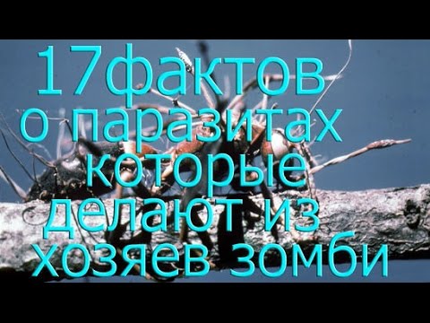 Видео: 17 Фактов о паразитах, которые делают из хозяев зомби!