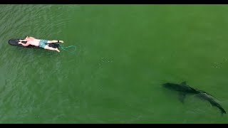 Great White Shark Comes Incredibly Close to Surfer: It's Summer in SoCal