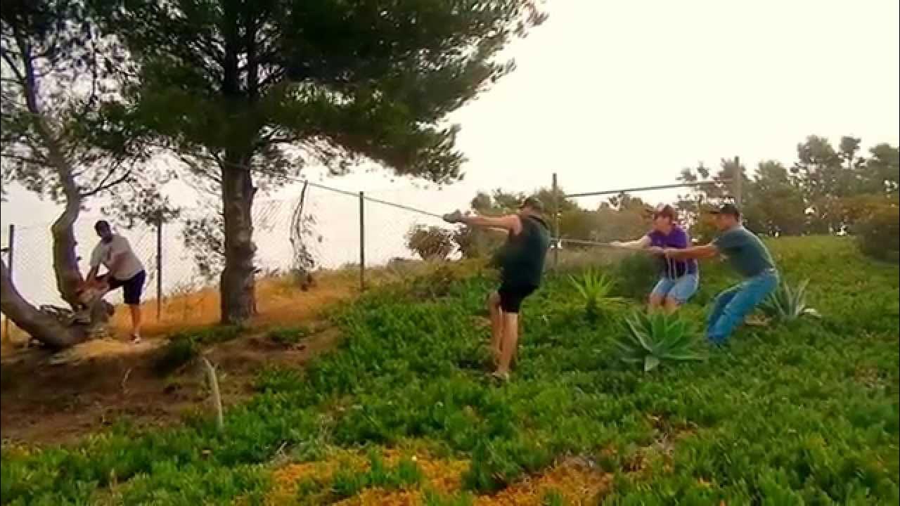 How to cut down a pine tree near a house YouTube