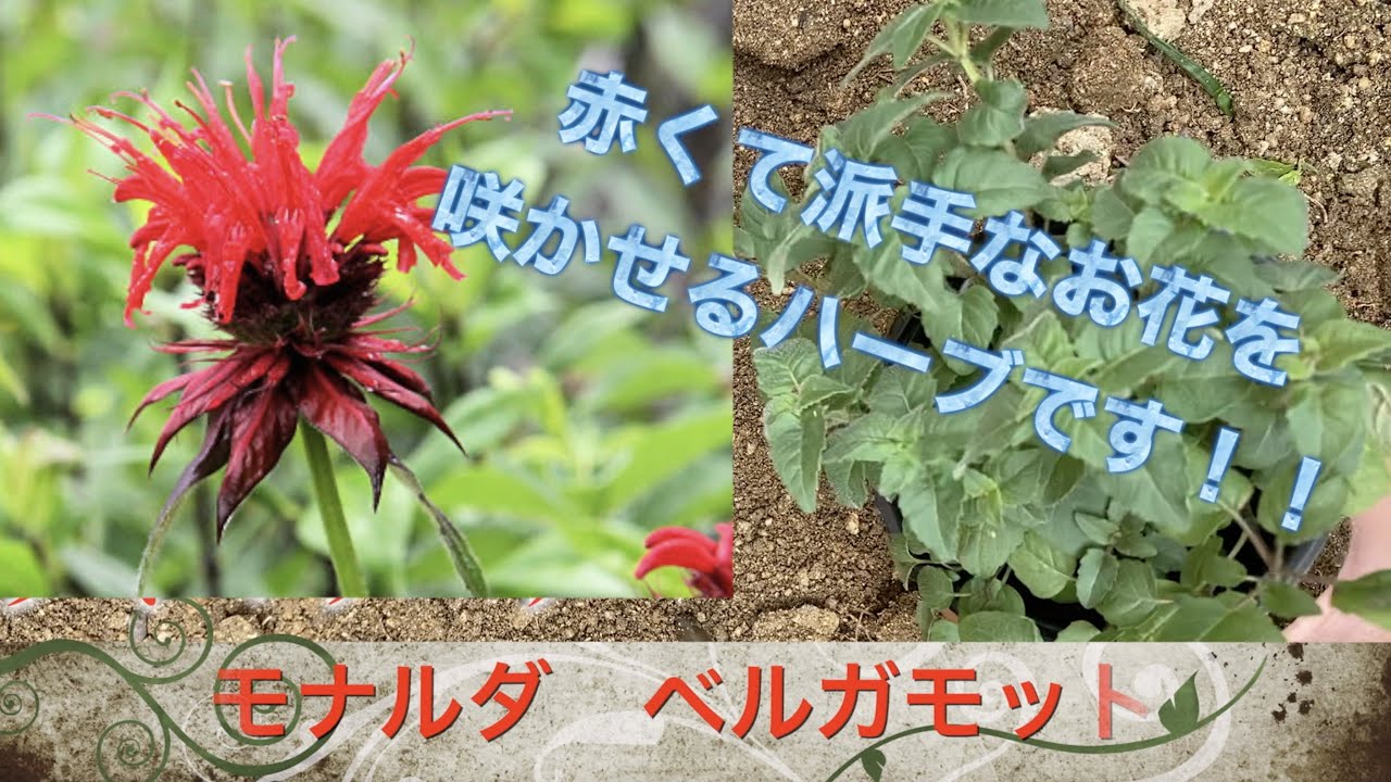 ベルガモット モナルダの植え付け 育て方 Youtube