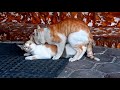 Rare phenomenon | Female cat in heat, accepts many male cats