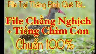 File Chằng Nghịch/ Mp3 Tiếng Chim Chằng Nghịch   Tiếng Chim Con/ File Tại Thăng Bình Quê Tôi