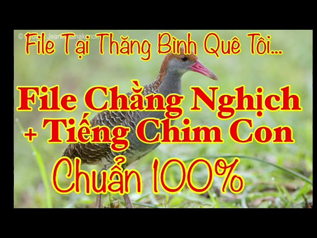 File Chằng Nghịch/ Mp3 Tiếng Chim Chằng Nghịch + Tiếng Chim Con/ File Tại Thăng Bình Quê Tôi class=