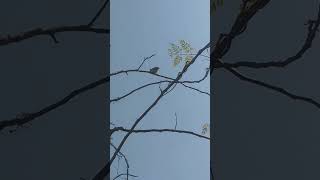 joyofnature birdsearching#shorts food, water and shelter #viral inmyterracegarden # new adventure
