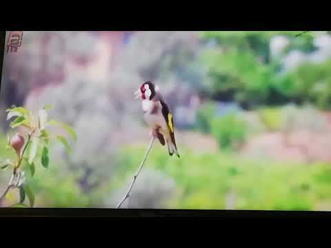 تغريد حسون في البرية