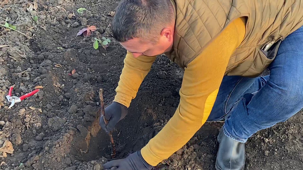 Zmeura pregătire teren, plantare și întreținere după plantare.