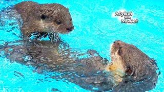 Otter Ui Loves Her Partner Too Much to Express Herself Honestly [Otter Life Day 839]