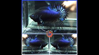 Live Betta Fish Male Fancy Night Fury Metallic Black Dragon Crowntail Plakat