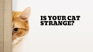 Strange Cat Behaviors Explained