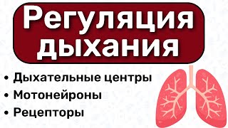 Регуляция дыхания ФИЗИОЛОГИЯ: дыхательные центры, нервная регуляция дыхания, физиология вдоха выдоха