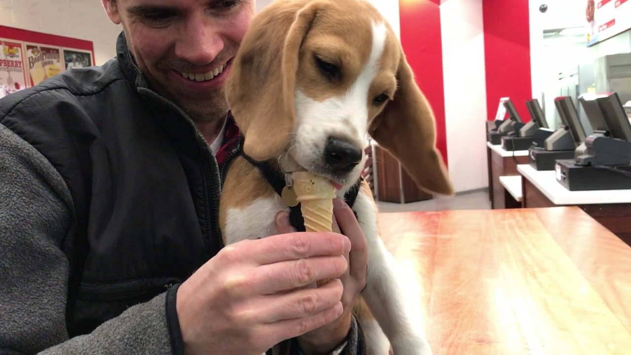 beagle puppy eating