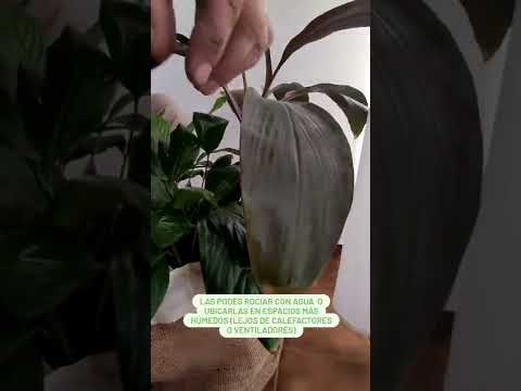 Video: Dieffenbachia toataim: kõrreliste taimede kasvatamine ja hooldamine