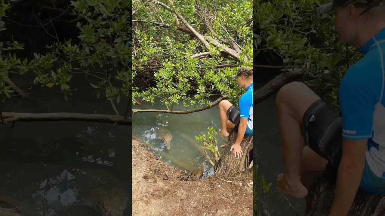 Look At These Big American Crocodiles Crocodile Alligator Animal Dangerous