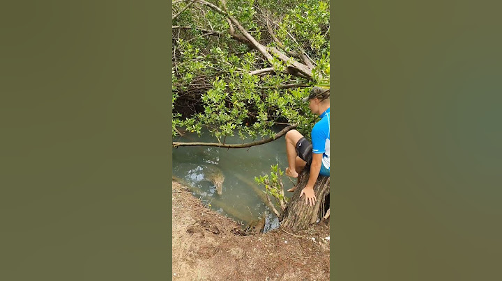 look at these big American crocodiles #crocodile #alligator #animal #dangerous