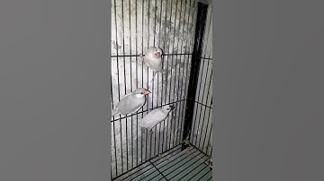 java baby birds flying #birds #java #javasparrow #viral #subscribe #foryou #trend #shorts #short