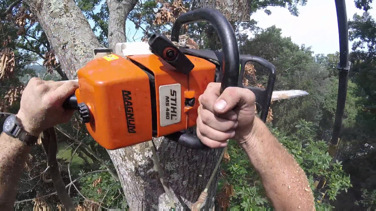 Large Dead Red Oak Tree Removal - YouTube