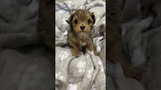 CHECK This MALTIPOO Pup OUT#maltipoo #shorts #funnyvideo #puppy  #youtubeshorts #puppyvideos