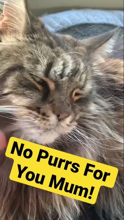 Maine Coon Central Youtube
