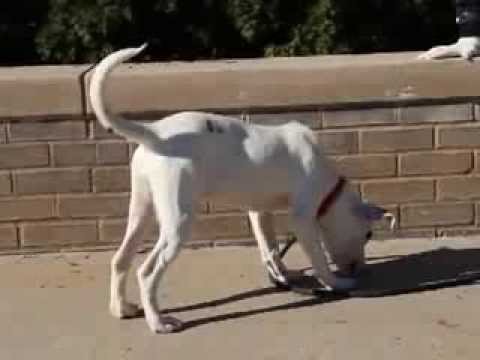 Dottie-Available at the Humane Society of Missouri