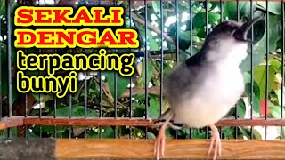 Download Lagu PANCINGAN CIBLEK pagi,siang, malam, dengan hitungan detik pasti merespon || ciblek gacor MP3