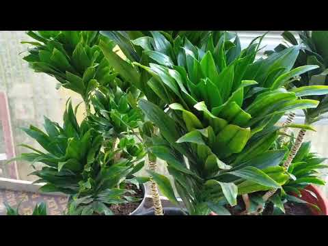 إكثار نبات الدراسينا الكومباكتا في المنزل بكل سهولهDracaena compacta